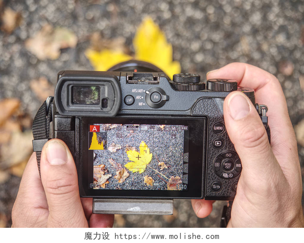 相机拍摄秋天的落叶用相机拍摄秋天的照片。 漂亮的彩色叶子 